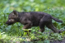 Сірий вовк pup прогулянки у лісі — стокове фото