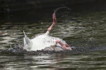 Greylag Goose balneazione — Foto stock