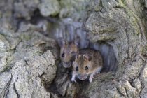 Ratos no tronco da árvore — Fotografia de Stock