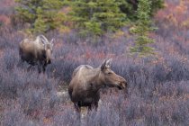 USA, Alaska, Alce Mucca in piedi in autunno al Denali National Park — Foto stock