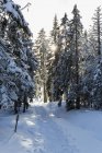 Deutschland, Bayern, Weg zum Berg im Bayerischen Wald — Stockfoto