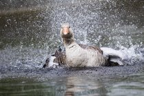 Greylag Goose balneazione nelle acque — Foto stock