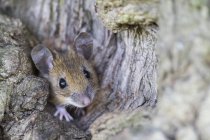 Закри жовтий шиєю миші на дереві — стокове фото