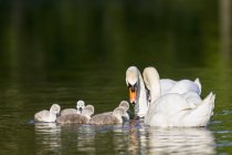 Primer plano de los cisnes flotando con polluelos en el agua - foto de stock