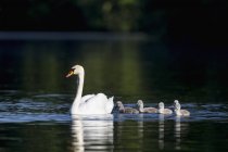 Europa, Germania, Baviera, Cigno con pulcini che nuotano in acqua — Foto stock