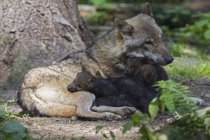 Gray wolf with pups lying near tree trunk — Stock Photo