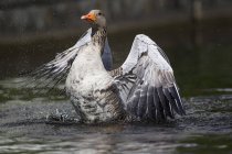 Greylag Goose balneazione nelle acque — Foto stock