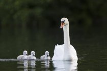 Cisne flotando con polluelos en el agua con reflejo - foto de stock