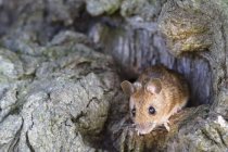 Close-up de Rato de pescoço amarelo na árvore — Fotografia de Stock