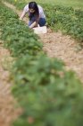 Jeune Japonaise cueillant des fraises fraîches dans un champ de fraises le jour, Bavière, Allemagne , — Photo de stock
