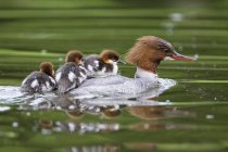Goosander con polluelos en la espalda nadando en el estanque - foto de stock