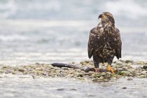 EE.UU., Alaska, Joven Águila Calva con peces capturados en el río Chilkoot - foto de stock