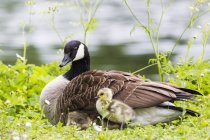 Canada Goose with chicks — Stock Photo
