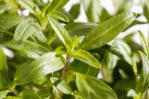 Gros plan de la bohnenkraut en pot herbe salée — Photo de stock