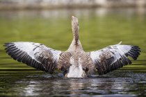 Greylag Goose balneazione — Foto stock