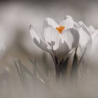 Deutschland, baden-wuerttemberg, weiße krokusblüte, nahaufnahme — Stockfoto
