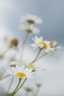 Veduta dei fiori di camomilla durante il giorno, da vicino — Foto stock
