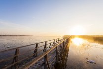 Cigni Lago Feder al tramonto, Alta Svevia, Germania — Foto stock
