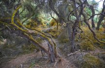 Новая Зеландия, Северный остров, Вэй-О-Фау, колючие деревья в лесу — стоковое фото