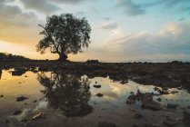 Thailandia, Isole Phi Phi, Ko Phi Phi, albero solitario con riflesso nell'acqua al tramonto — Foto stock