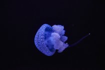 Blue shining jellyfish in front of black background — Stock Photo