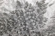 Germany, Bavaria, Conifers in winter from above — Stock Photo