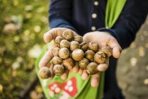 Close-up of girl collecting acorns in autumn forest — Stock Photo
