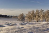 Germania, Baviera, Geretsried, paesaggio invernale al mattino — Foto stock