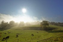 Германия, Бавария, Upper Bavaria, Icking, pasture at morning mist — стоковое фото