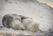 Alemania, Helgoland, par de focas grises tiradas en la playa después del apareamiento - foto de stock