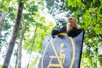 Costa rica, manuel antonio, affe auf einem schild im manuel antonio nationalpark — Stockfoto