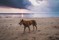 Таїланд, острови Пхі-Пхі, KO Phi Phi, собака на пляжі на заході сонця — стокове фото