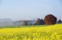 Germany, Bavaria, Upper Bavaria, autumnal andscape near Icking — Stock Photo