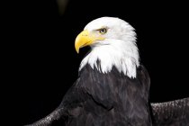Portrait of bald eagle against black background — Stock Photo