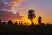 Nuova Zelanda, Isola del Sud, Westland National Park, mucche sul prato al tramonto — Foto stock