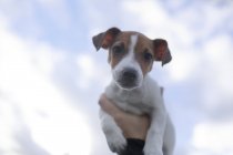 Portrait of Jack Russel Terrier puppy against sky — Stock Photo