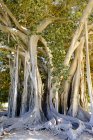 Italy, Sicily, Palermo, Giardino Garibaldi, old fig tree, Ficus magnolioides — Stock Photo