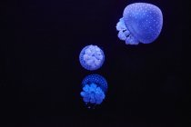 Méduses brillantes bleues devant fond noir — Photo de stock