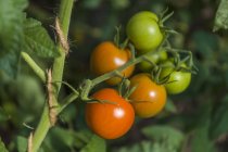 Томаты, растущие на томатных растениях — стоковое фото
