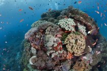 Indonesia, Bali, Nusa Lembonga, Nusa Penida, leathery corals, Sarcophyton sp., and swallowtail seaperches, Pseudanthias sp. — Stock Photo