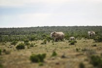 Afrique du Sud, Afrique orientale, Cap, Addo Elephant National Park, éléphants d'Afrique, Loxodonta Africana — Photo de stock