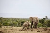 Südafrika, Östlich, Kap, Addo-Elefanten-Nationalpark, Afrikanische Elefanten, Loxodonta africana — Stockfoto