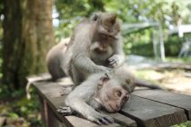 Indonesia, Bali, Sacred Monkey Forest, long tailed macaques — Stock Photo