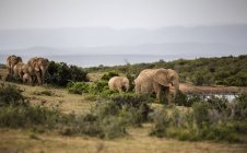 Південна Африка, Східна, Мис, Адо слон Національний парк, африканські слони, Локодтта Африканана — стокове фото