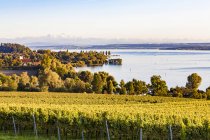 Alemanha, Baden-Wuerttemberg, Lago Constança, perto de Ueberlingen, vinhas — Fotografia de Stock