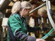 Female farmer in stable milking a cow — Stock Photo