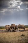 Південна Африка, Східна, Мис, Адо слон Національний парк, африканські слони, Локодтта Африканана — стокове фото