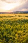 Austria, Alta Austria, Muehlviertel, campo de grano al atardecer - foto de stock