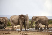 Южная Африка, Eastern, Cape, Addo Elephant National Park, African elphants, Loxodonta Fucana — стоковое фото