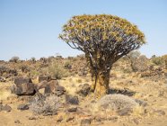 Африка, Намібія, Quiver дерево, алое дигома — стокове фото